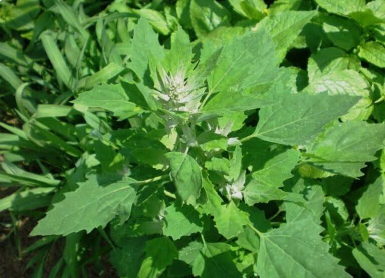 वसंत कुंज में बनेगा मेट्रो डिपो