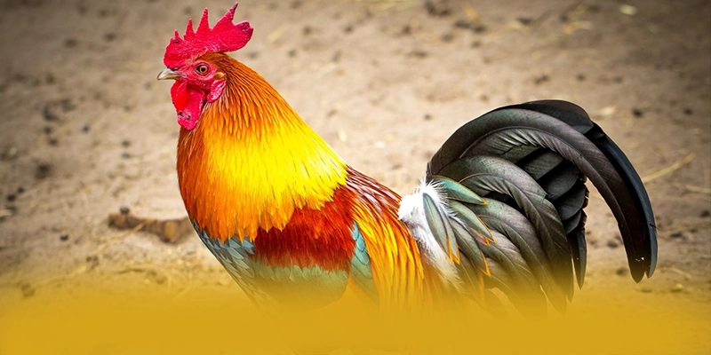 KKWIN - Cổng trò chơi cực hot được người chơi tin tưởng – Khám phá chi tiết KKWIN