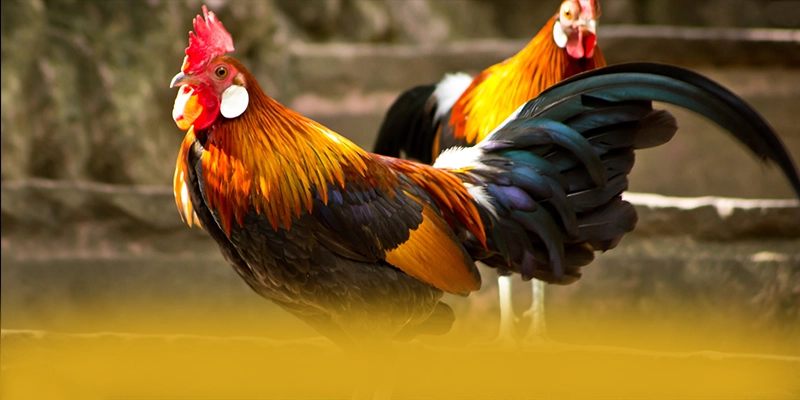 NK88 - Thương hiệu được cấp phép được đánh giá cao – Cùng tìm hiểu NK88