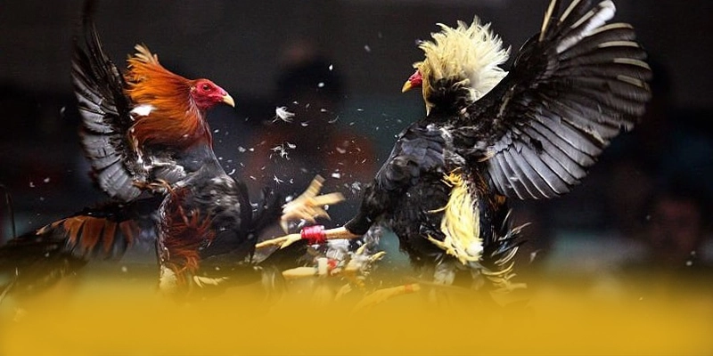 RR99 - Tóm tắt nội dung một cách chi tiết.