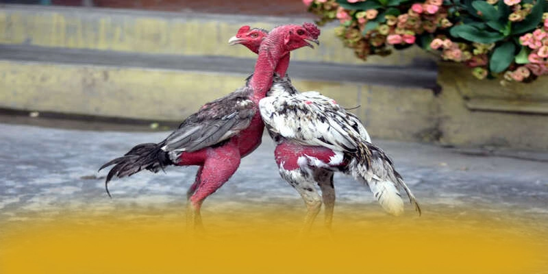 BL555 - Kết luận tổng thể về nền tảng này với góc nhìn khách quan.