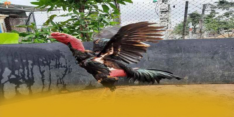 BL555 – Trang game phổ biến nhất, được giới cược thủ đánh giá cao.