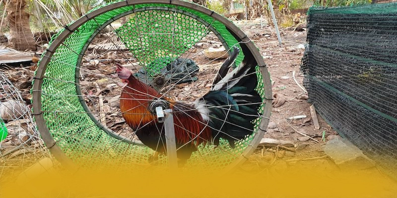 RR99 – Cổng game bài được yêu thích nhất, được cộng đồng đánh giá tích cực.