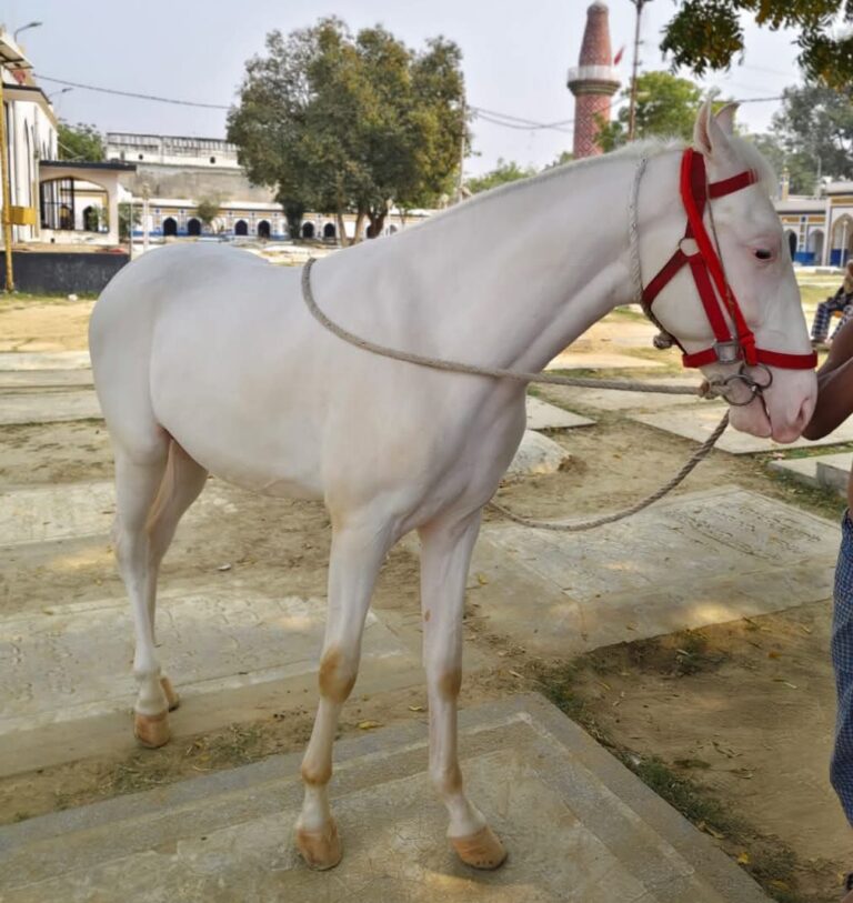 Lucknow Talkatora Karbala Dul Dul Theft: Three Days Passed, Police Search Continues, Community’s Eyes on Today’s Friday Sermon