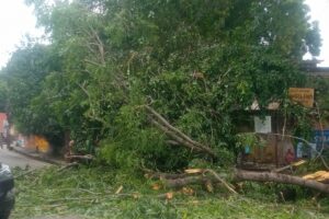 Old Tree Falls Near Lucknow City Station, Child and Young Woman Sustain Minor Injuries